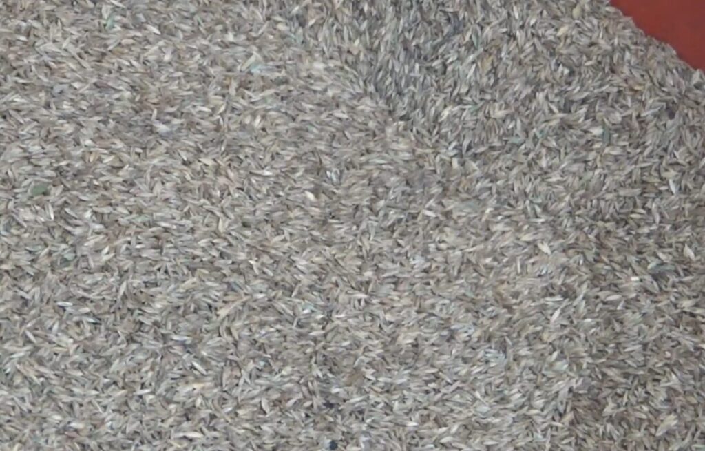 Pre-Germination Grass Seed