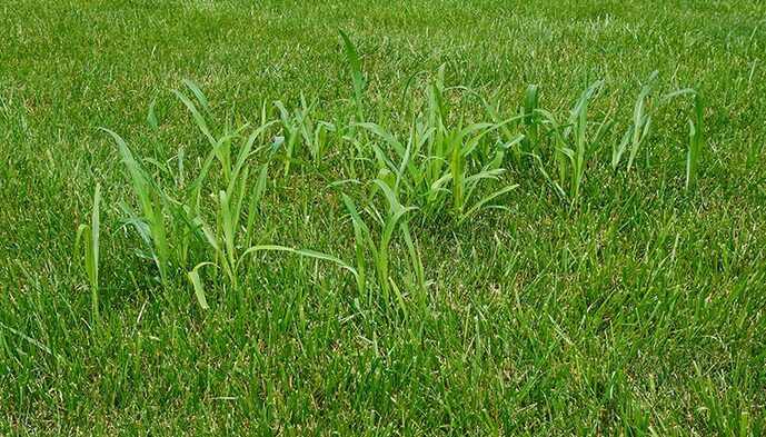Johnsongrass
