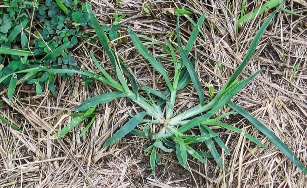Goosegrass