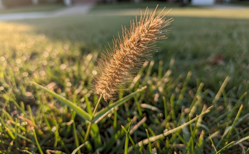 Foxtail