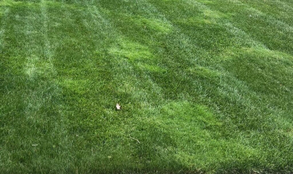 Creeping Bentgrass