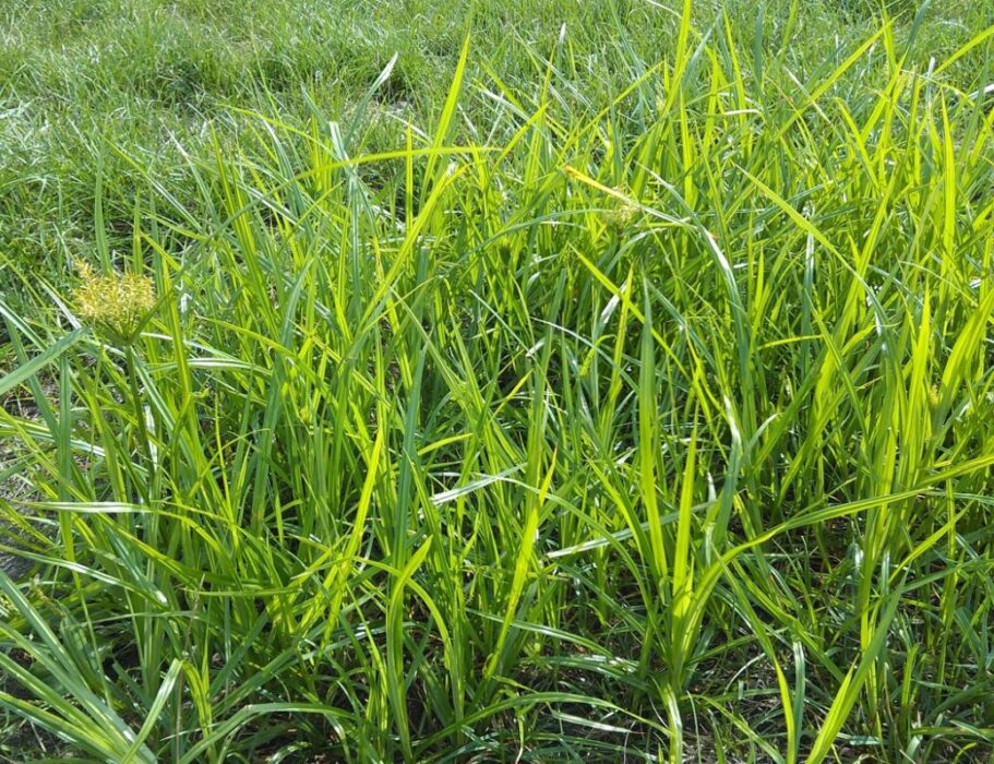 Yellow Nutsedge